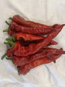 Txorixero paprika - Choricero - Édespaprika ritkaságok az Egzotikus Növények Stúdiója kínálatában